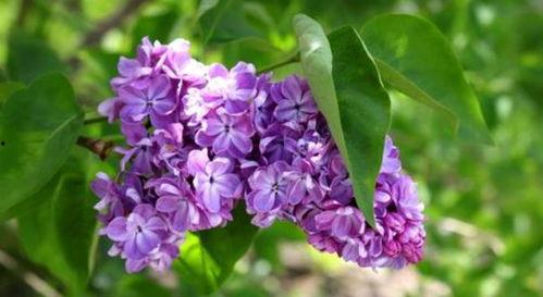 丁香五真香在线视频,揭秘传统香疗的神秘魅力