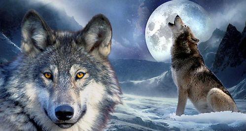 在线视频国产欧美久玖狼