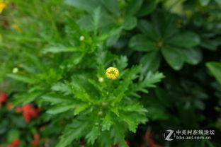 草到喷水 在线视频,探索自然奇观在线视频之旅