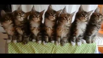 色猫咪hd在线视频