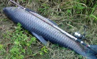 青鱼网手机在线视频,畅享海量影视资源，随时随地轻松观影